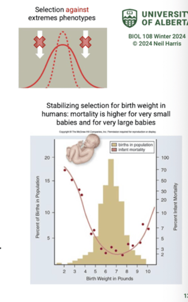 <p>Very common: removes deleterious mutations (removes individuals with lower fitness).</p>