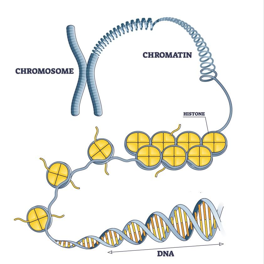<p>uncondensed DNA that spreads out; can’t see separate chromosomes</p>