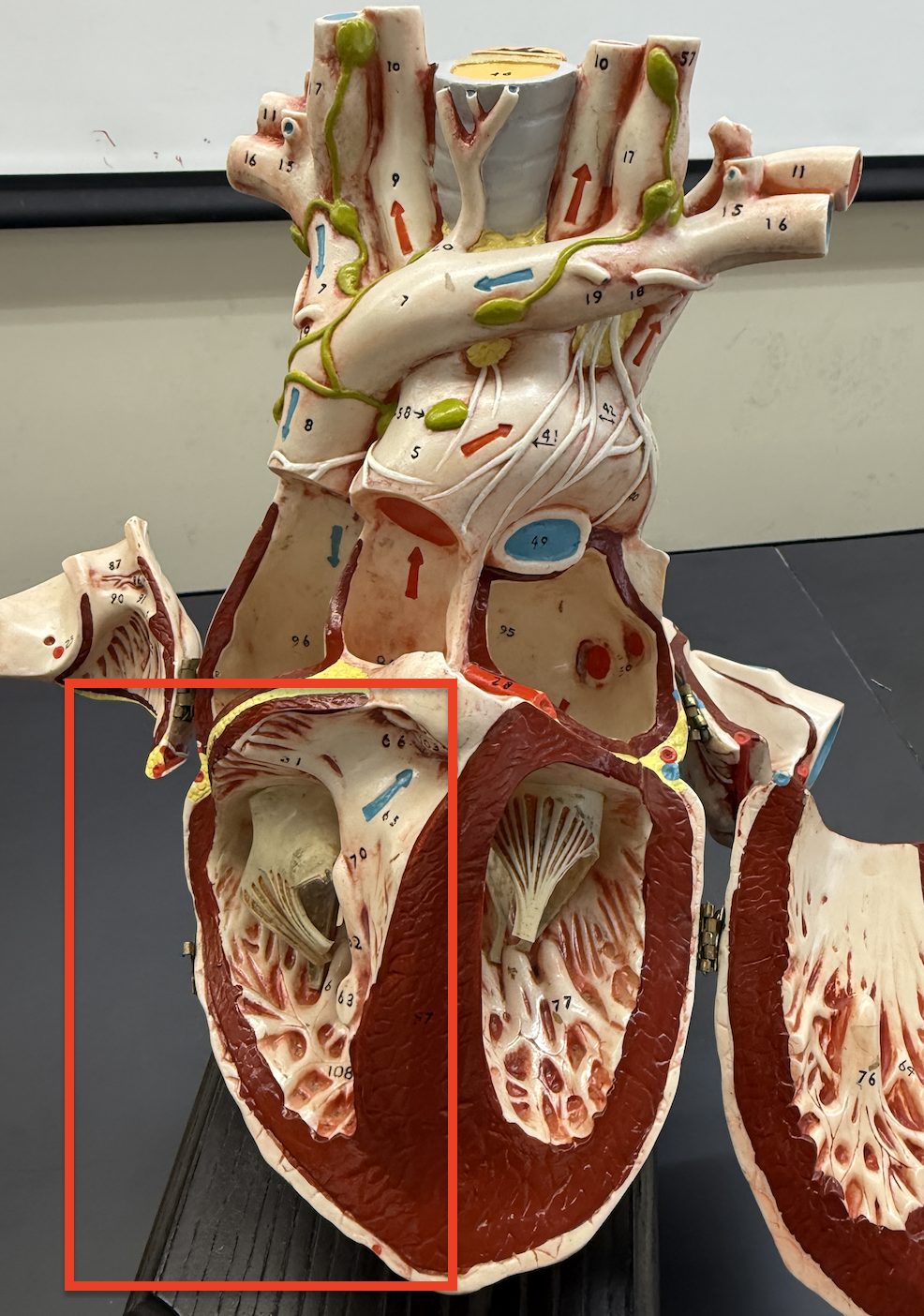 term image