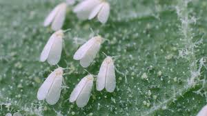 <ul><li><p>Small, white, winged insects that feed on the sap of plants, leading to yellowing leaves and potential plant stress. They can reproduce rapidly, causing significant infestations in gardens and greenhouses. </p></li><li><p>To fix apply insecticidal soap or introduce natural predators such as ladybugs. </p></li></ul><p></p>
