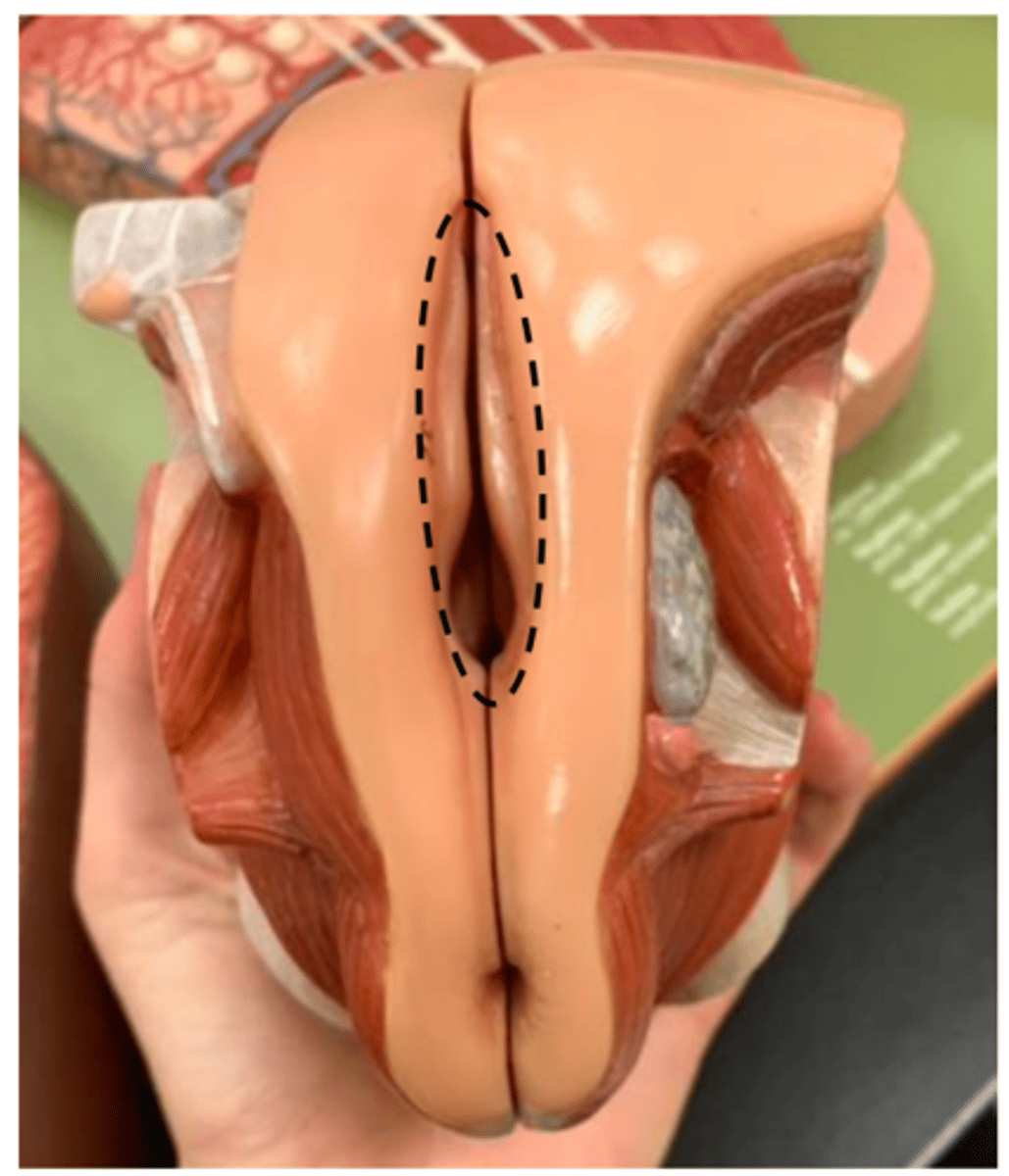 <p>space between labias</p>