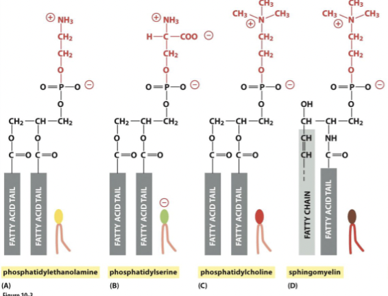 <p>glycerophospholipids <span style="color: transparent">yelin= external</span></p>