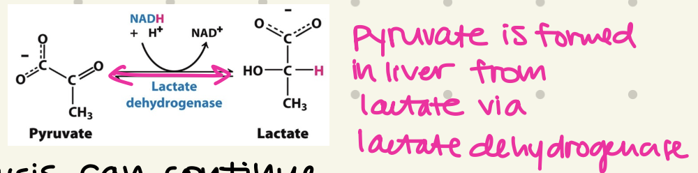 <ul><li><p>limited O<sub>2</sub> → ETC inhibited</p></li><li><p><strong>oxidative phosphorylation</strong> (ETC & ATP synthase) <strong>inhibited</strong>, PDC & TAC slows down</p></li><li><p><u>glycolysis</u> becomes the <u>only way to generate ATP</u></p></li><li><p><strong>lactate dehydrogenase</strong> <u>convert NADH back to NAD<sup>+</sup></u> → allow glycolysis to continue</p></li><li><p>pyruvate reduced to form lactate</p></li></ul><p></p>