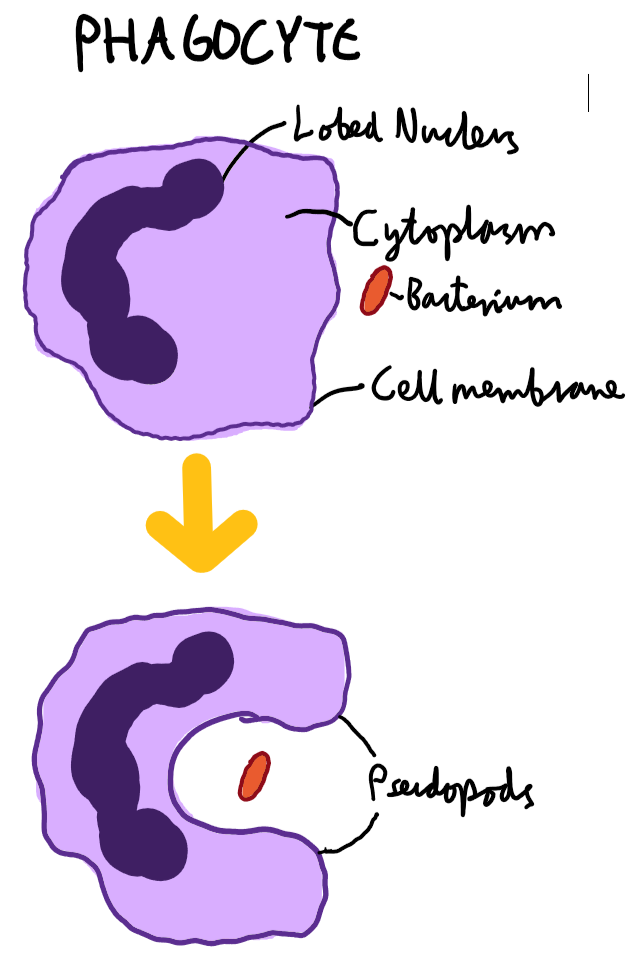 <p><span>Engulf bacteria (pathogens)</span></p>