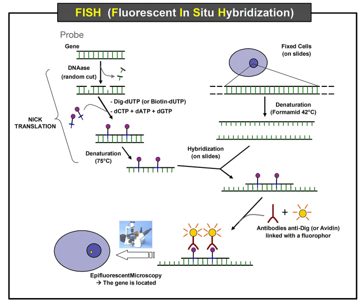 <ul><li><p>Fixation of the cell.</p></li><li><p>A ssDNA probe is produced by inserting Dig-dUTP after random cuts with DNAse (modified nucleotides which substitute for dTTP) enzyme</p></li><li><p>Denaturation of probes and cell DNA.</p></li><li><p>Since the probe is complementary to the DNA sequence, it binds to sequence of interest. It is coupled with a fluorescent marker. </p></li><li><p>Antibody linked with a fluorophore and acts as an anti-Dig.</p></li><li><p>Location is detected. </p></li></ul><p></p>