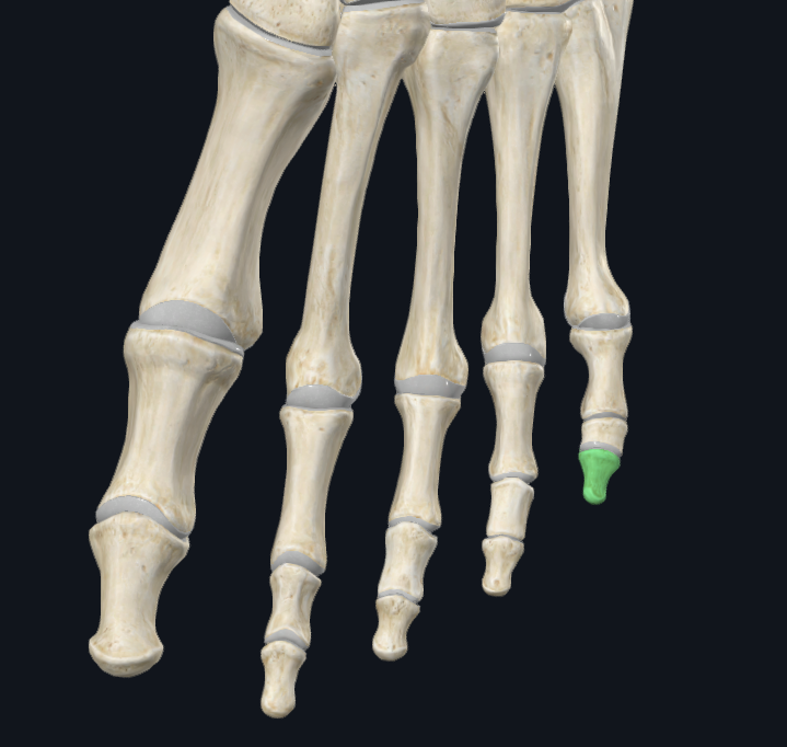<p>What bone is this (general)</p>