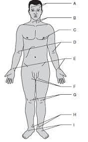 <p>C</p>