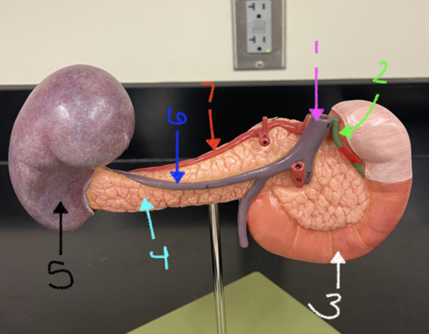 <p>what is structure 7</p>