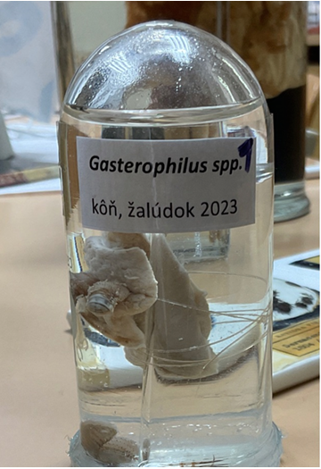 <p>Gasterophilus intestinalis - Duodenum - common botfly in horses. </p>