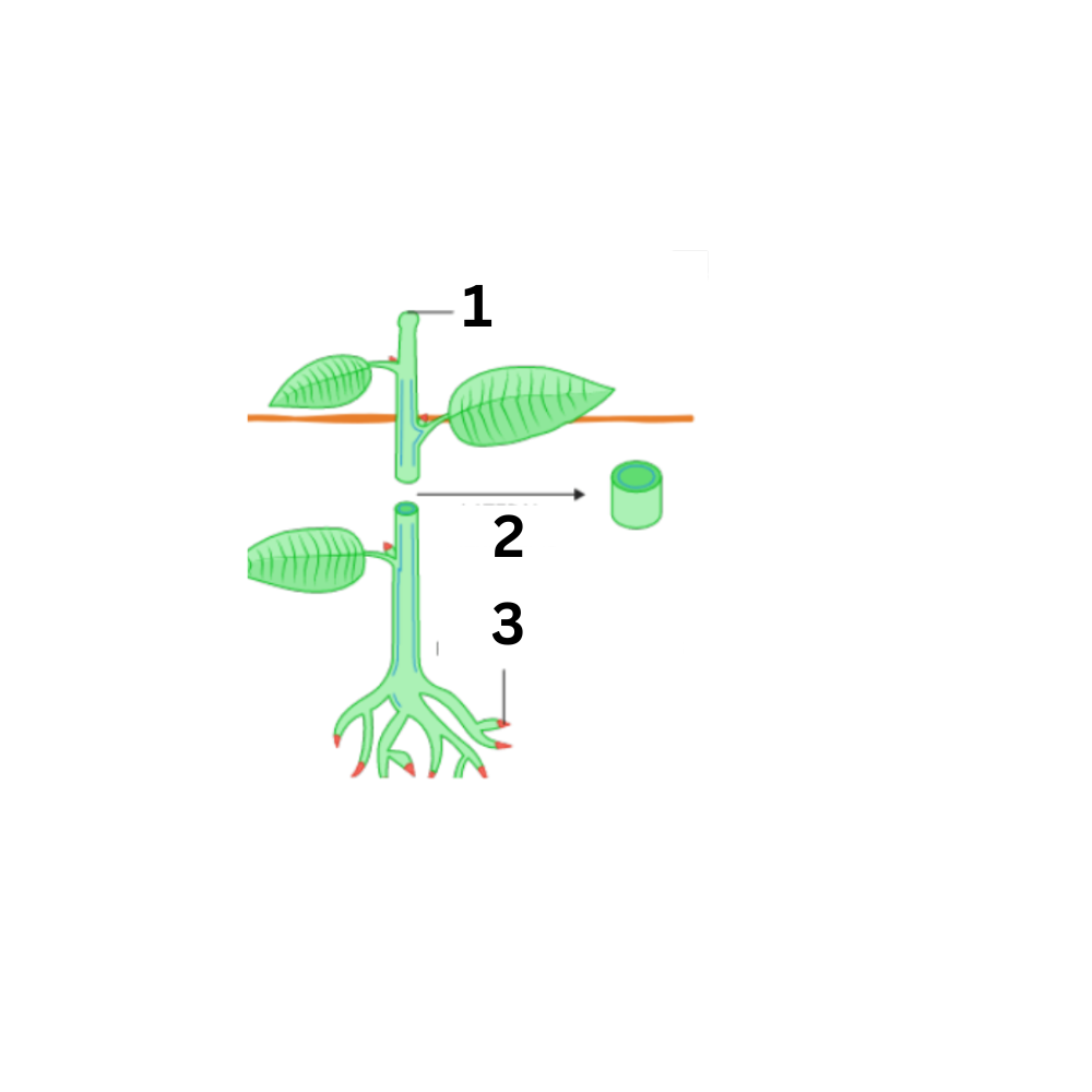 <p>What meristem is no. 1?</p>