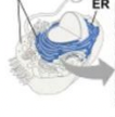 <p>complexes made of ribosomal RNA and protein</p>