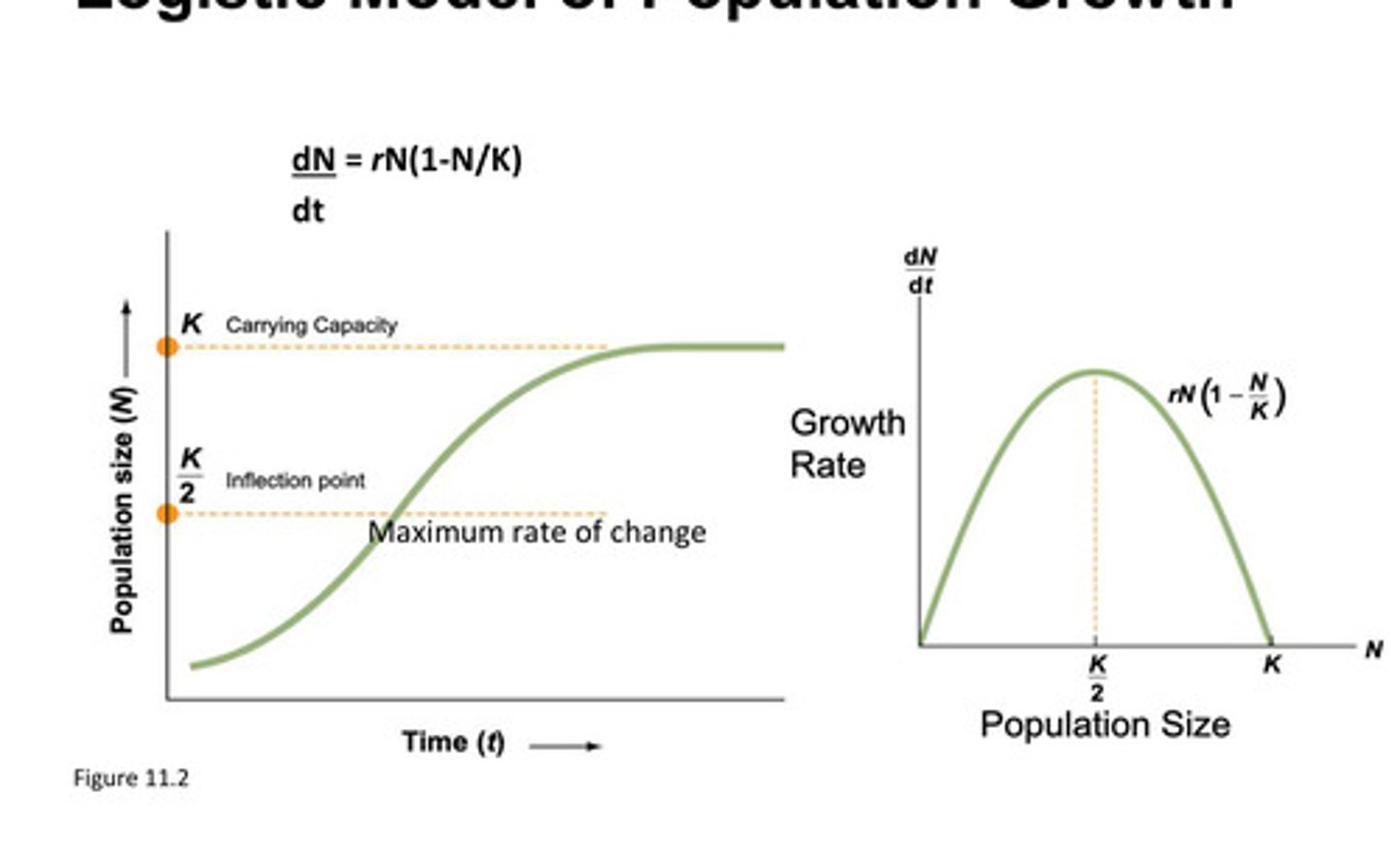 <p>inflection point</p>