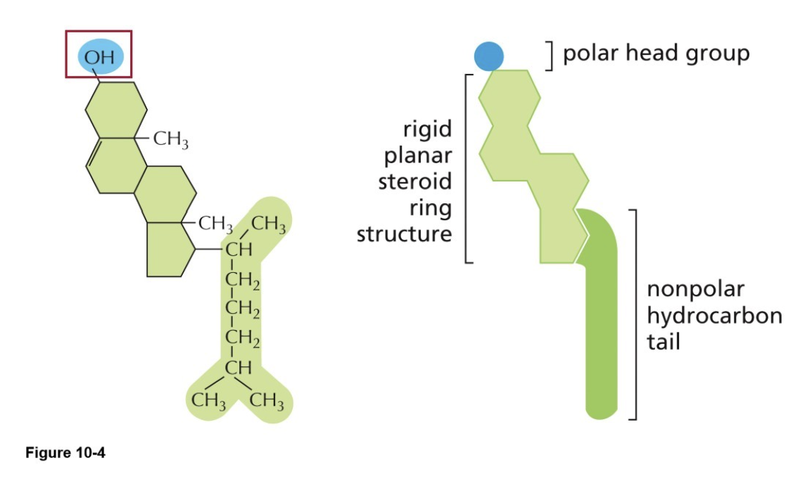 <ul><li><p>Rigid ring structure</p></li></ul><p></p>