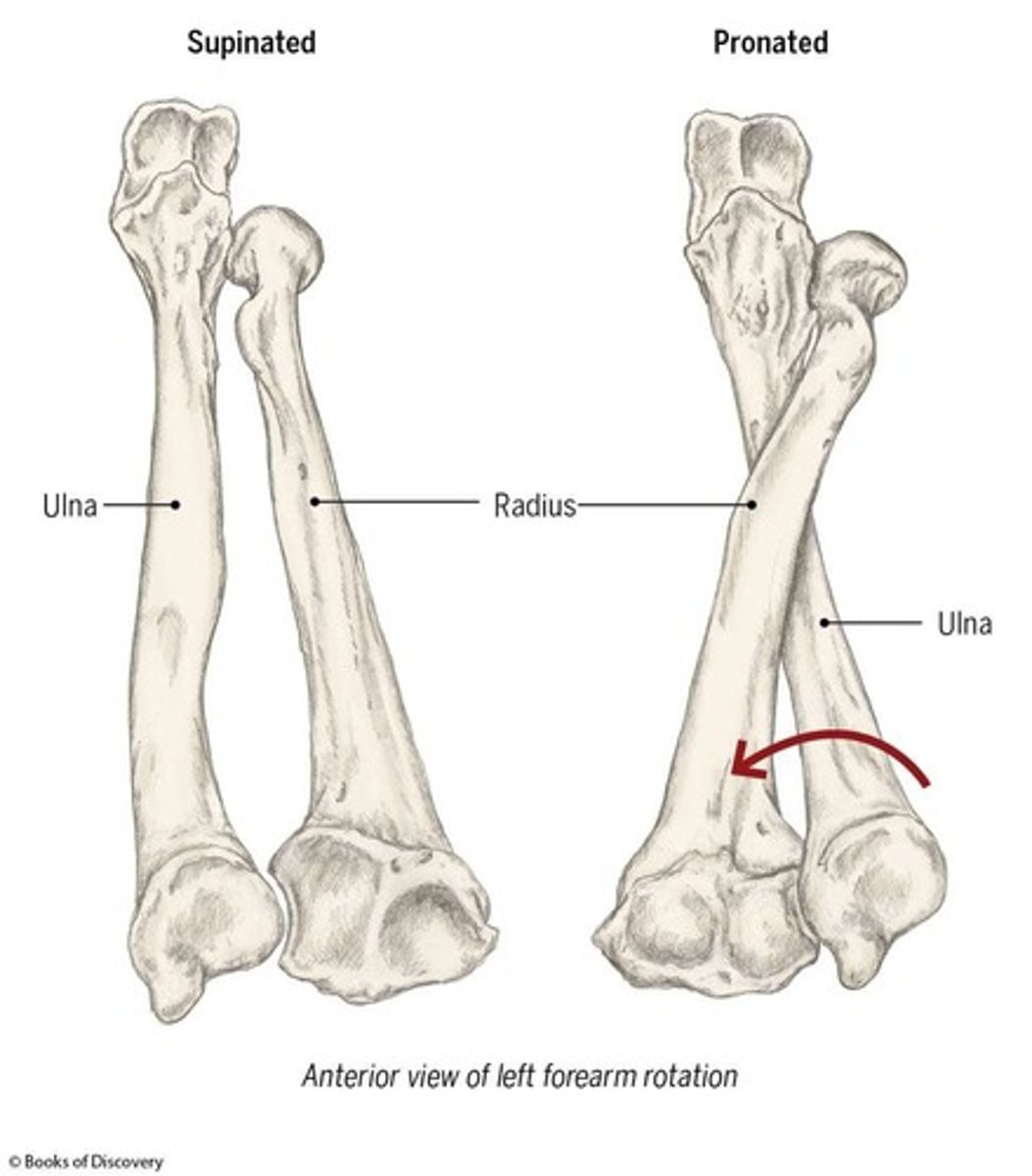 <p>Pronation of the head of the radius</p>
