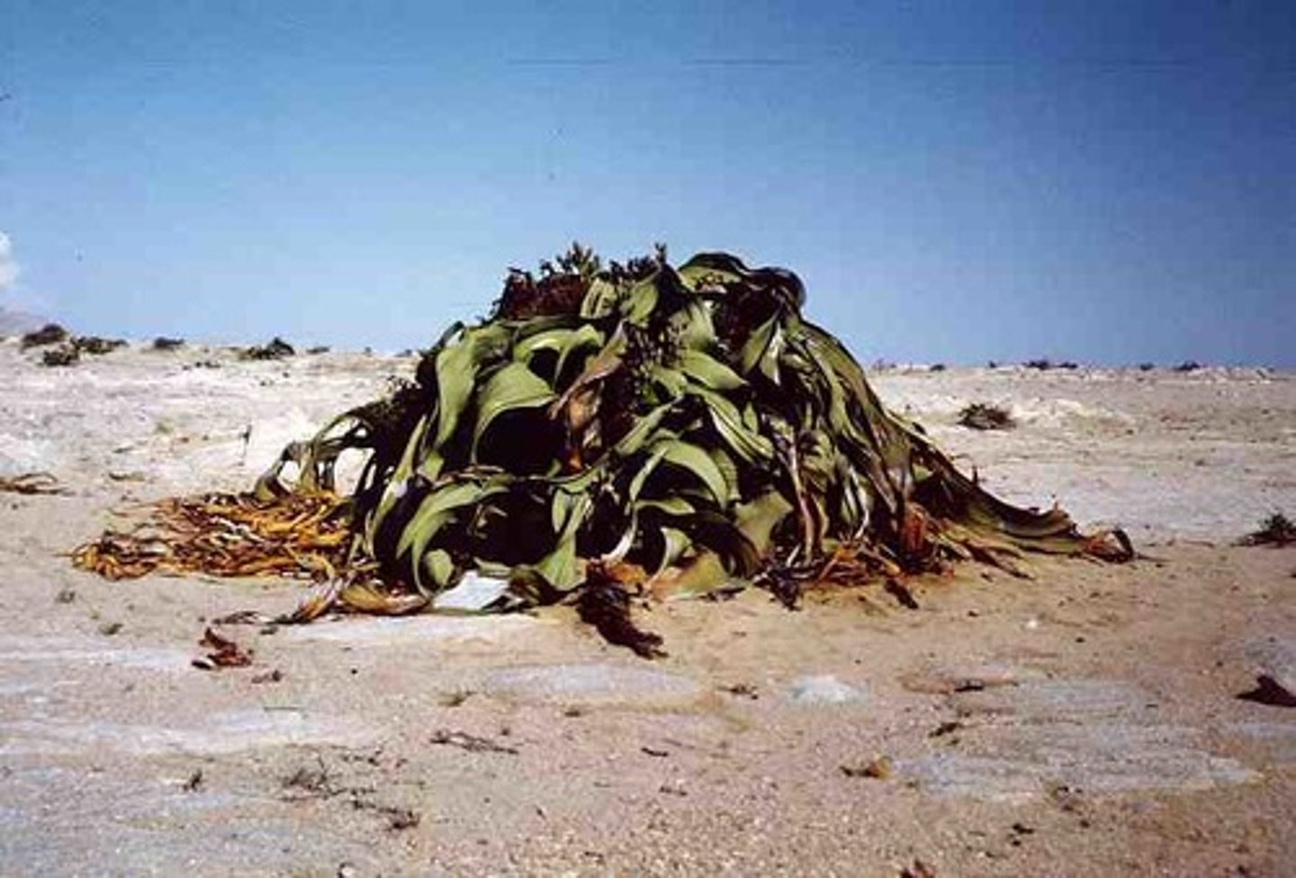 <p>Type of gymnospore; contains vessel elements in xylem; has no archegonia (female sex organs)</p>