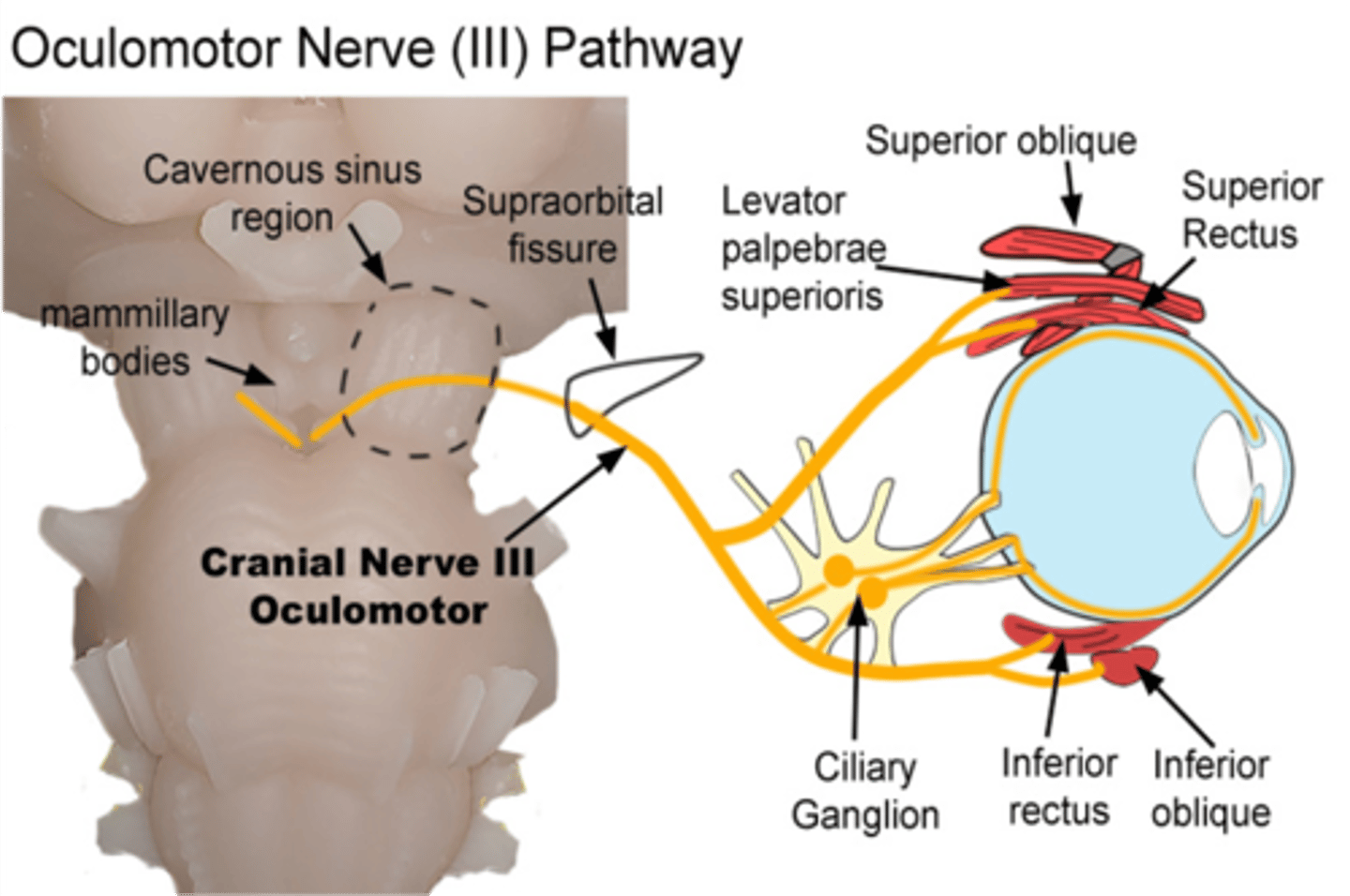 <p>Oculomotor nerve</p>
