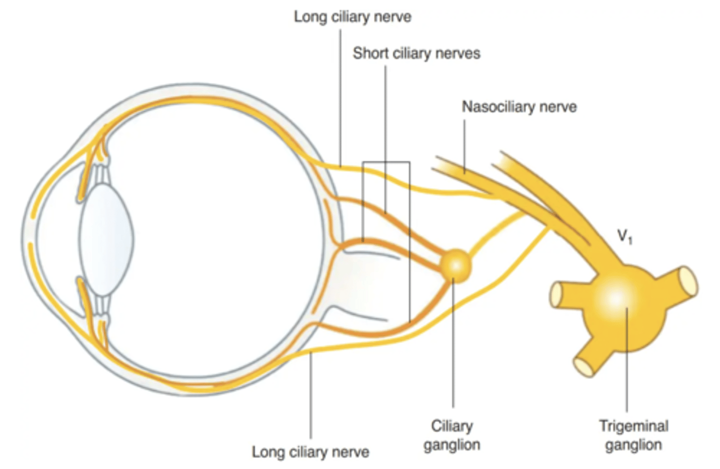 <p>Long ciliary nerve</p>