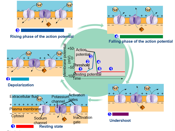 <p>at resting, most voltage gated sodium and potassium channels are closed, only potassium leak channels are open</p><ul><li><p>action potential generated = voltage-gated Na+ channels open and Na+ flows into the cell = depolarization (strong depolarization = action potential)</p></li><li><p>rising phase of action potential = equilibrium potential increases to that of Na+ (+40)</p></li><li><p>falling phase = voltage gated Na+ channels become inactivated, voltage gated K+ channels open and K+ flows out of the cell = inside negative again</p></li><li><p>undershoot phase = membrane permeability to K+ at first higher than at rest because both leak and voltage-gated channels are still open</p></li><li><p>voltage-gated K+ channels close and resting potential is restored</p></li></ul><p></p>