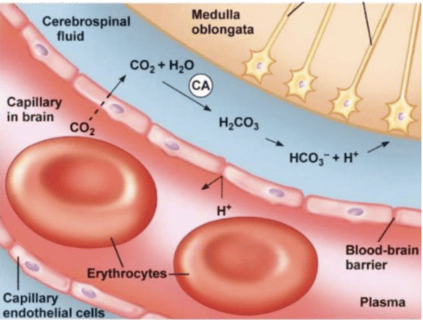 <p>cause of the blood brain barrier between the two</p>