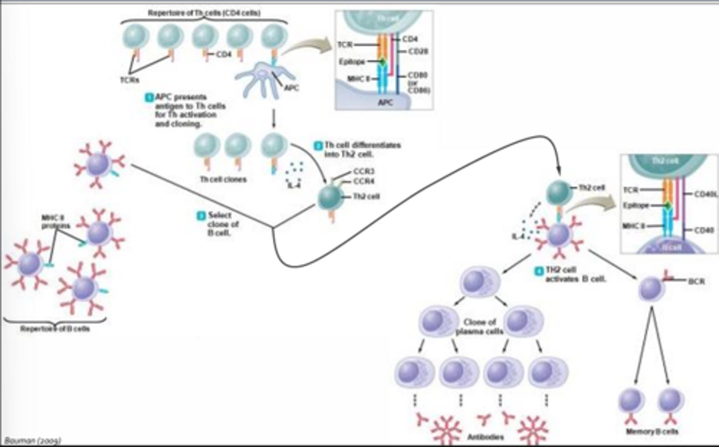<p>- Generated with or without help from T-cells</p><p>- T-cell dependent humoral responses involve the recruitment of antigen-specific helper T-cells that provide cytokines and other signals to help drive B-cell activation and differentiation </p><p>Step 1 = Antigen Presentation:</p><p>- After acquiring antigens in the skin or mucus membranes, dendritic cells will migrate to a local lymph node, where they interact with a helper T-cell</p><p>- Presentation of the antigen must occur in the context of MHC II to evoke a humoral response</p><p>- Interaction of the T-cell receptor with the antigen MHC complex is insufficient to activate the helper T-cell (costimulation is required)</p><p>- This is provided by interaction of CD80 on the dendritic cell with CD28 on the helper T-cell (only mature dendritic cells express CD80)</p><p>Step 2 = Differentiation of the Activated Helper T-cell into a Th2 Cell (requires Il-4):</p><p>- Il-4 is thought to be produced by cells of the innate immune system (i.e. mast cells), but will later be secreted by activated Th2 cells</p><p>Step 3 = Clonal Selection of B-cells:</p><p>- Only B-cells that have encountered and processed foreign antigen will become primed for antibody production </p><p>Step 4 = Activation of Primed B-cells which Require Input from Helper T-cells:</p><p>- Input is provided through interaction of the Th2 T-cell receptor with that of the antigen MHC complex expressed by B-cells (stabilized by CD4 on the helper T-cell)</p><p>- To fully activate a B-cell, co-stimulation is required in the form of CD40-ligand (CD40L) (expressed by the helper T-cell and Il-4)</p><p>- Most B-cells become plasma cells which are capable of secreting a lot of antibodies, bot only live for a few days to weeks</p><p>- Other B-cells will become memory cells which may reside in the lymph node for decades </p>