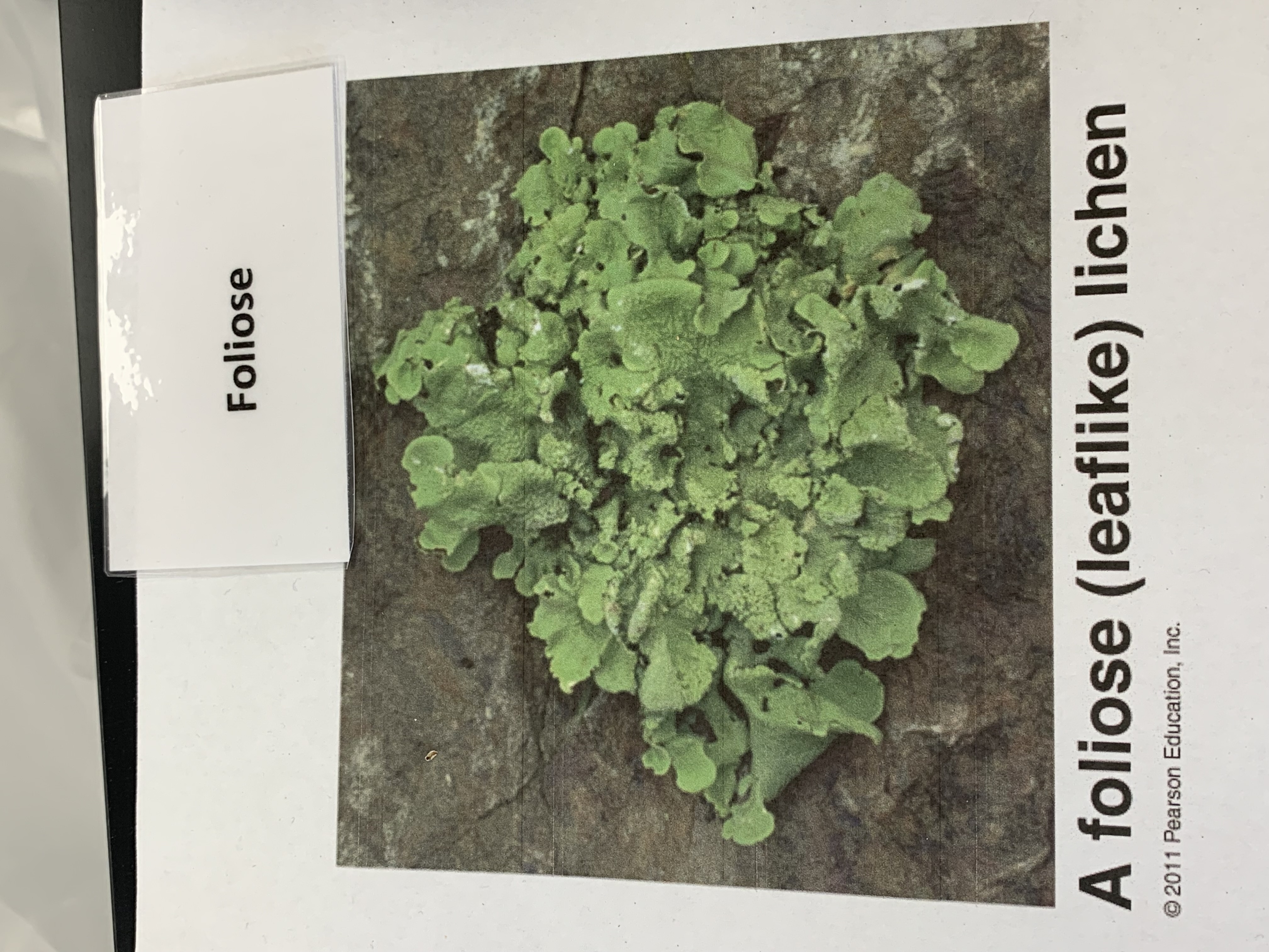 <p>Foliose - Ascomycota (Lichen)</p>