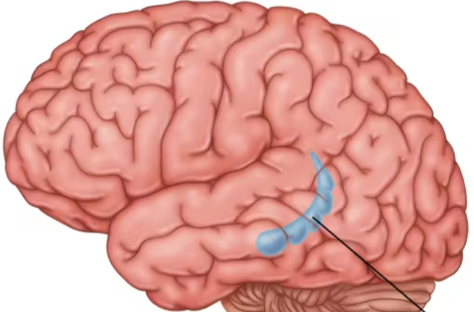 <ul><li><p>a neural center located in the limbic system</p></li><li><p>helps process for storage explicit (conscious) memories of facts and events</p></li></ul><p></p>