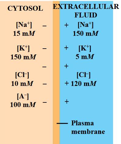<p><span>…depends on the ionic gradients that exist across the</span><br><span>plasma membrane.</span></p>
