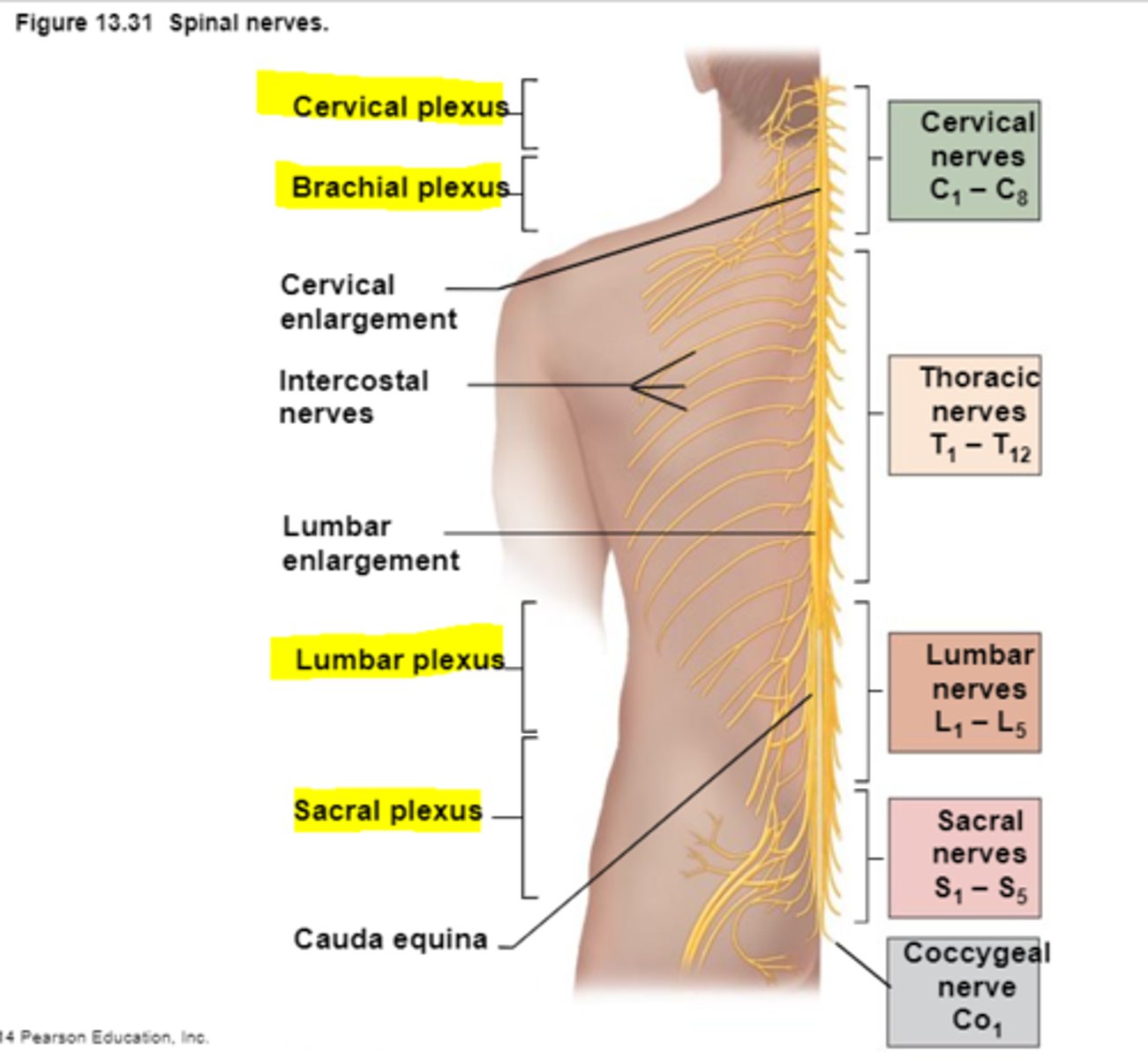 <p>Formed by multiple ventral rami that will then give rise to individual spinal nerves</p>