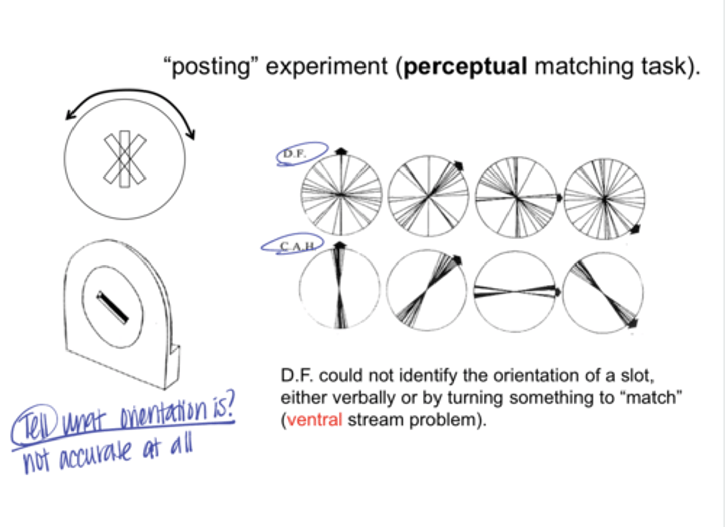 <p>Can a patient with a ventral stream deficit identify the orientation of a slit (either verbally or by turning something to match the slit) in the posting experiment?</p>
