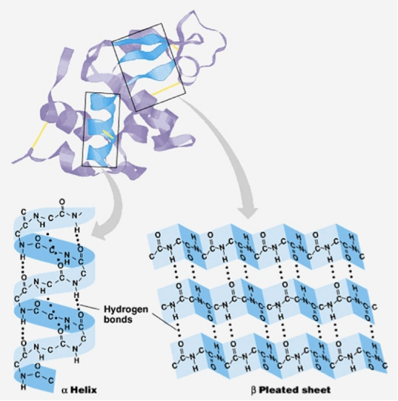 <ul><li><p>coils and folds result from <strong><u>hydrogen bonds between repeating constituents of the polypeptide backbone</u></strong> (between carboxyl and amino groups)</p><ul><li><p>typical structures are a coil called an <strong><u>α helix</u> </strong>and a folded structure called a <strong><u>β pleated sheet</u></strong></p></li></ul></li></ul><p></p>