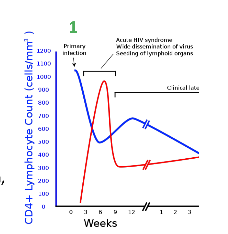 <p><strong>Stage 1 – Primary HIV infection</strong></p><p class="p2">First few months following infection virus rapidly replicates (CD4+ count reduces)</p><ul><li><p class="p3"><strong>Asymptomatic infection</strong></p><ul><li><p class="p3">Patient does not experience symptoms and may be unaware of infection</p></li></ul></li><li><p class="p3"><strong>Acute retroviral seroconversion syndrome</strong></p><ul><li><p class="p3"><span> </span>Acute clinical illness (fatigue, fever, rash, myalgia, pharyngitis, encephalopathy, meningitits)</p></li></ul></li><li><p class="p3"><strong>Persistent generalized lymphadenopathy</strong></p><ul><li><p class="p3"><span> </span>Persistent lymph node enlargement</p></li></ul></li></ul><p></p>
