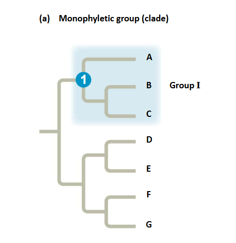 <p>signifying that it consists of the ancestor species and all its descendants</p>