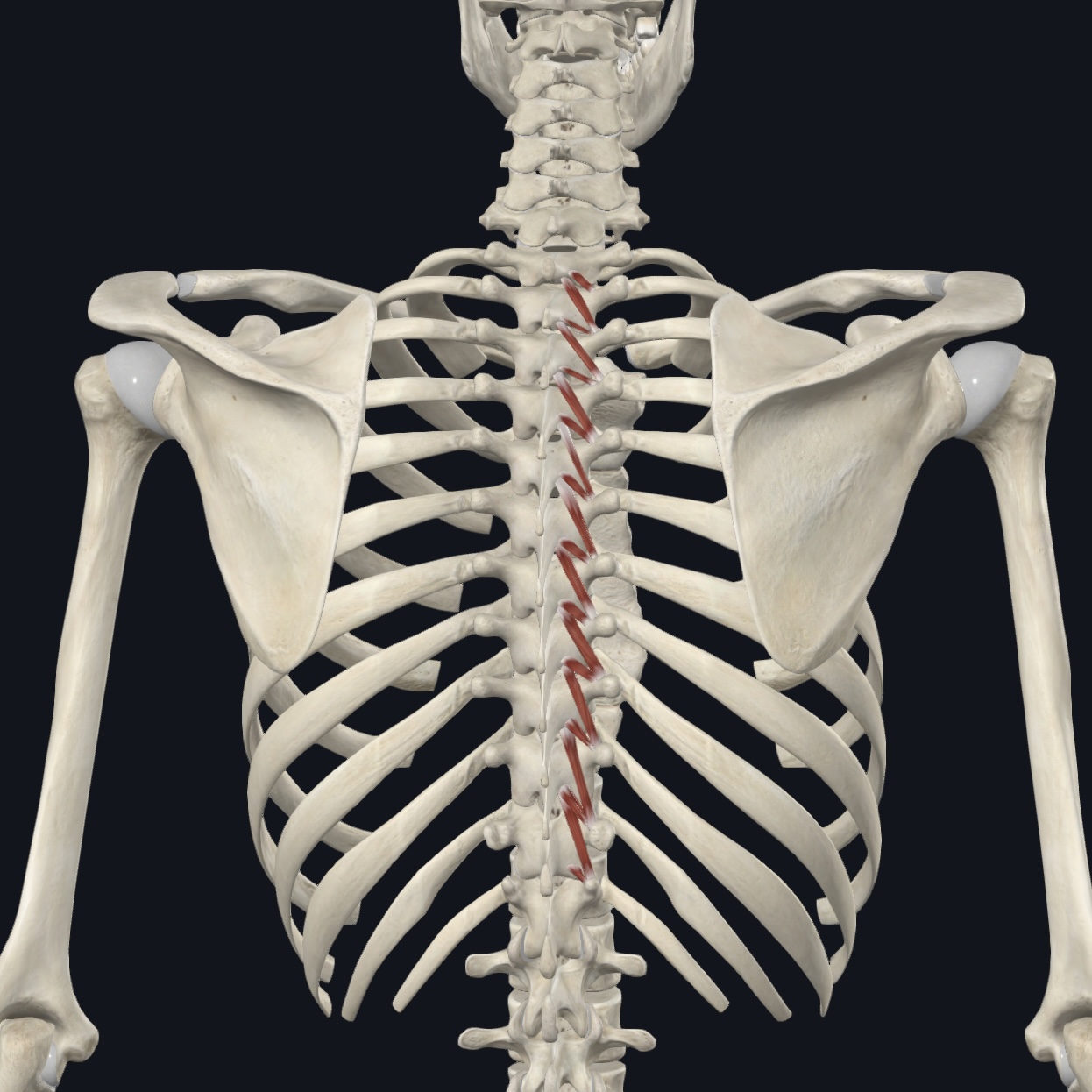 <p>Stabilizes vertebrae; assists with extension + rotation; maybe proprioception</p>