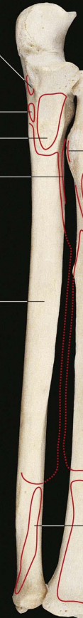 <p>alkūnkaulis</p>
