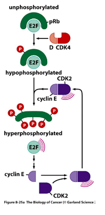 <p>Negatively regulates cell cycle progression</p>