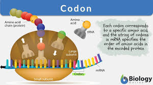 <ul><li><p>Sequences of three nucleotides in mRNA that code for a specific amino acid.</p></li><li><p>Example: AUG (Start codon), UAA (Stop codon).</p></li></ul><p></p>