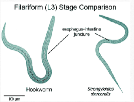 <ul><li><p>strongyloides: short buccal cavity; no esophageal bulb; notched tail</p></li><li><p>hookworm: long buccal cavity; no esophageal bulb; pointed tail</p></li></ul><p></p>