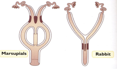 <p>Type of Uterus</p><ul><li><p><span style="background-color: transparent; font-family: "Times New Roman", serif;"><span>2 cervical entries</span></span></p></li><li><p><span style="background-color: transparent; font-family: "Times New Roman", serif;"><span>In rabbit - cervical entry for each uterine horn, can have sperm from 1 buck on one side, and another on the other side</span></span></p></li><li><p><span style="background-color: transparent; font-family: "Times New Roman", serif;"><span>Marsupials - branched cervix leading up to uterine horn</span></span></p></li></ul><p></p>