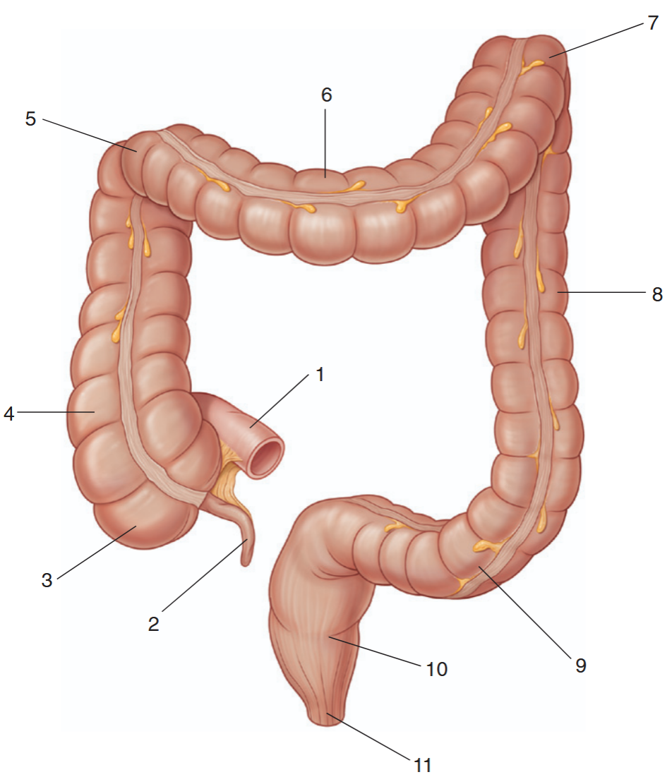 <p>identify the indicated parts of the large intestine</p>
