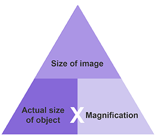<p>Image Size = Actual Size x Magnification</p>