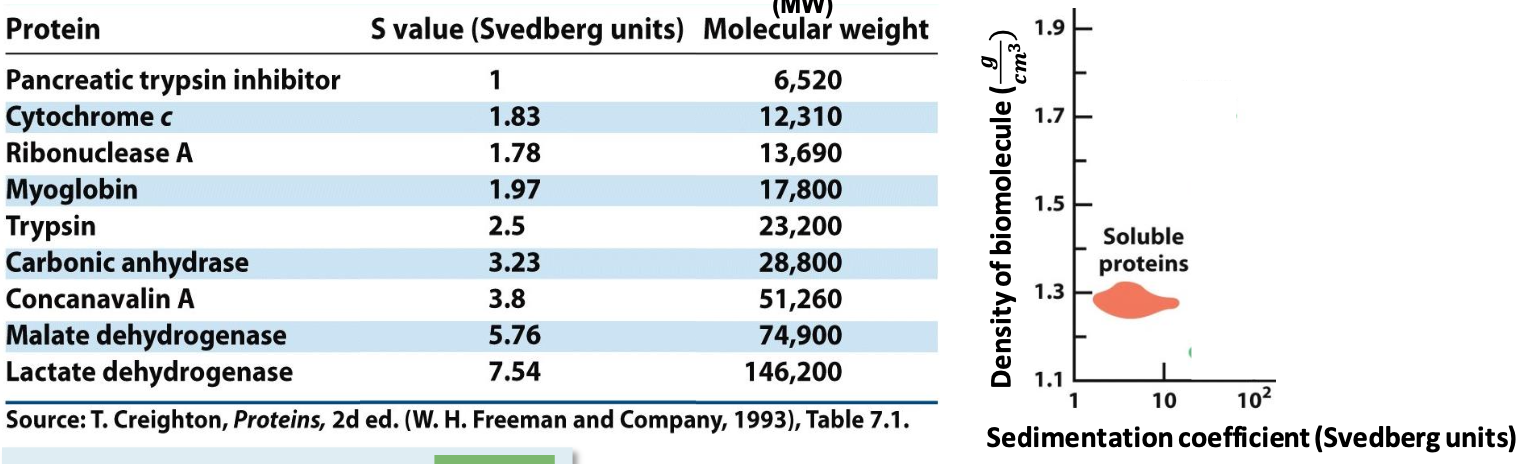 <p>Soluble proteins have specific S value (∼2-20 Svedberg).</p><p>✦ the smaller the value, the less it moves in the gradients</p><p>✦ more massive proteins sediment faster than less massive ones of the same size/density</p><img src="https://knowt-user-attachments.s3.amazonaws.com/e531f724-b75b-4838-8a00-dba93d7471e9.png" data-width="50%" data-align="center"><p></p>