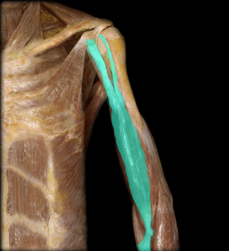 <p>A prominent muscle located on the upper arm, responsible for flexing the elbow and rotating the forearm. It has two heads: the short head and the long head. </p>