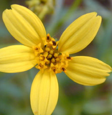 Which herbaceous dicot family has disk flowers and ray flowers? e.g. sunflower, lettuce, marigold