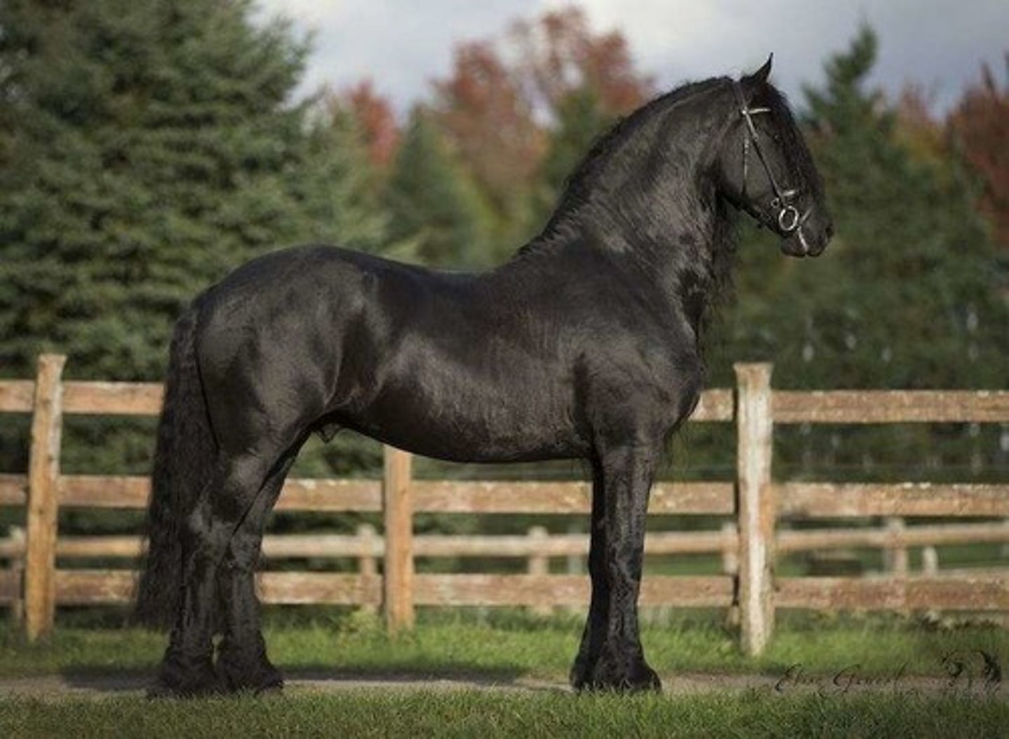 <p>Small draft horse; Almost always come in black; Large/well-muscled body, well-boned legs; Known for their very long mane/tail and the significant feathering around their feet</p>