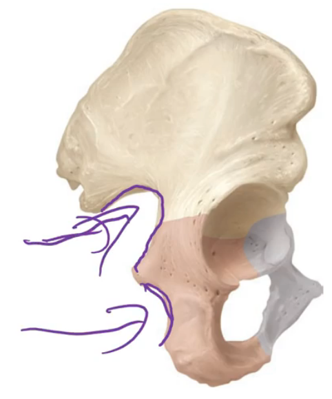 <ul><li><p>All bones have <strong>surface markings</strong> or <strong>particular aspects </strong>that allow <strong>specific functions</strong>. These <strong>markings/aspects of the bone</strong> are called <strong>bony landmarks</strong></p></li><li><p>Some of these are present at birth, however many develop in response to tendons, ligaments, or other elements <strong>pulling or pushing on certain parts of the bone</strong></p></li><li><p>Generally speaking there are <strong>3 types</strong> of bony landmarks:</p><ul><li><p><strong>Projections</strong></p></li><li><p><strong>Depressions</strong></p></li><li><p><strong>Openings</strong></p></li></ul></li><li><p>There are many different types of projections, depressions and openings, which have specialised terms associated with them</p></li><li><p>For example, a <strong>roughly circular shaped opening</strong> is a called a <strong>foremen</strong>, however a l<strong>ong narrow opening</strong> is called a <strong>fissure</strong></p></li><li><p>The names of these specific types of bony landmarks are then given further detail which relates to exactly where in the body they are found</p></li></ul><p></p>