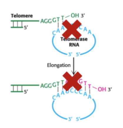 <p>telomerase is active in between 80-90% of all cancers</p><ol><li><p>targeting the RNA component with antisense oligodeoxynucleotides and RNaseH</p></li><li><p>reverse-transcriptase inhibitors (eg, AZT) or inhibitors of the catalytic protein subunit</p></li></ol><p></p>