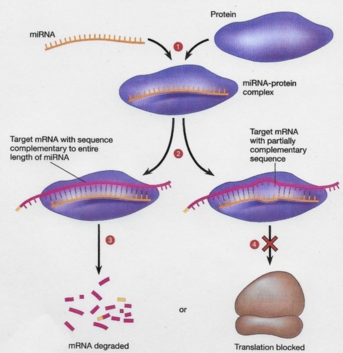 <p>Micro RNAs that regulate gene expression by binding to target mRNAs.</p>