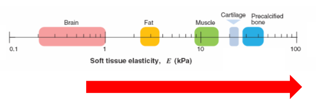 <ul><li><p>fibrosis makes tissues stiffer </p></li><li><p>mechanical properties are no longer matched to function </p></li><li><p>tissue mechanics are matched to function </p></li><li><p>fibrotic system has too much matrix which pushes cells out of healthy position, moves on different position on the scale </p></li></ul><p></p>