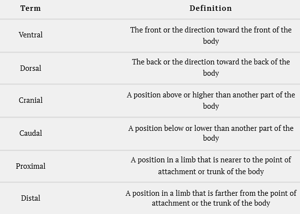 <p>Distribution refers to <strong>whether the lesion is singular, in a discrete location or localized to a specific body part or widespread lesion location</strong></p><p></p><p>Location refers to the <strong>anatomical position of where the lesion is on patients body</strong></p><ul><li><p>Use ventral, dorsal, cranial, caudal, proximal, distal</p></li></ul><p></p>