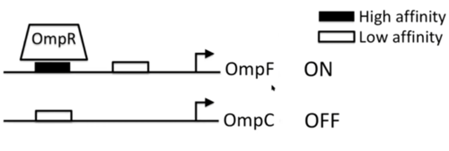 <p>OmpR is unphosphorylated and can only bind to high affinity sites, located on the OmpF promoter</p>